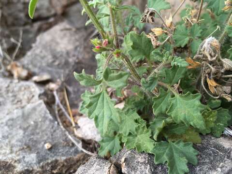 Image of crimson sage