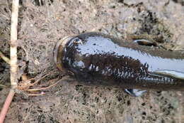 Image of Small snakehead