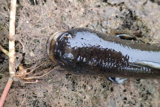 Image of Small snakehead