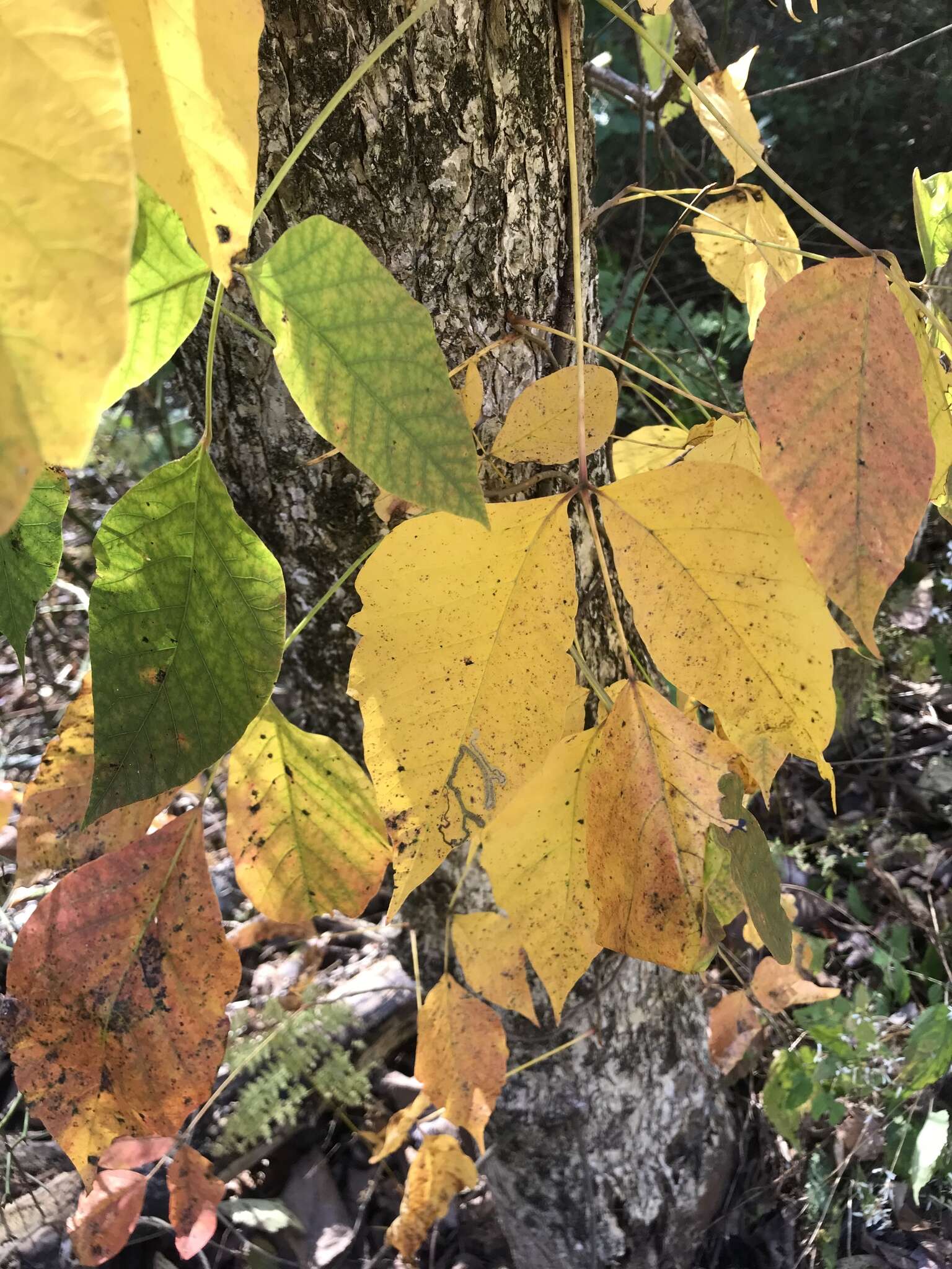 Image of Stigmella rhoifoliella (Braun 1912) Newton et al. 1982