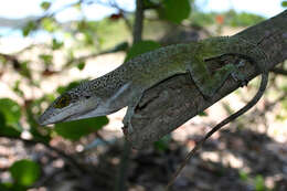 Image of Leach's Anole