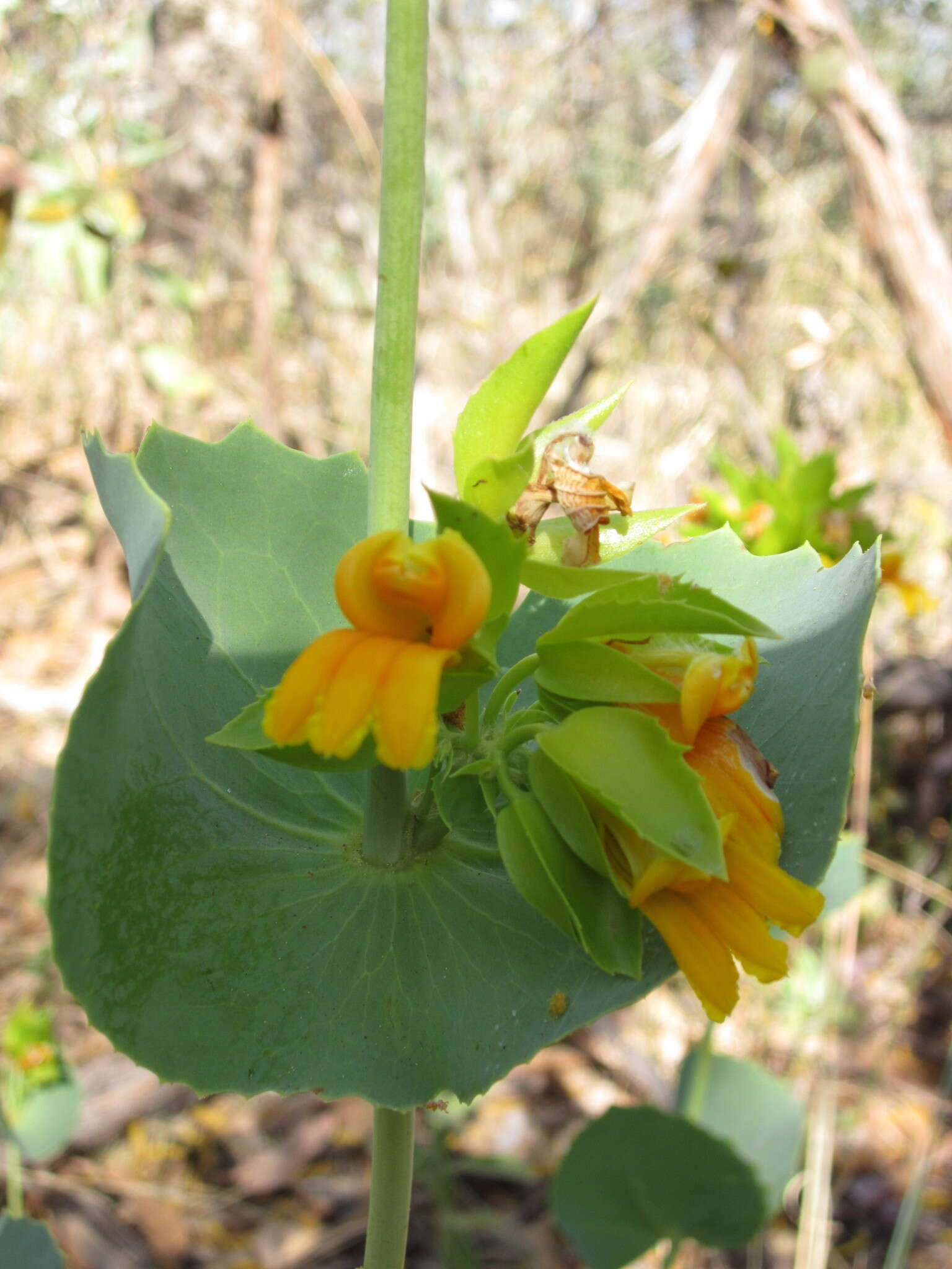 Image of Goodenia panduriformis