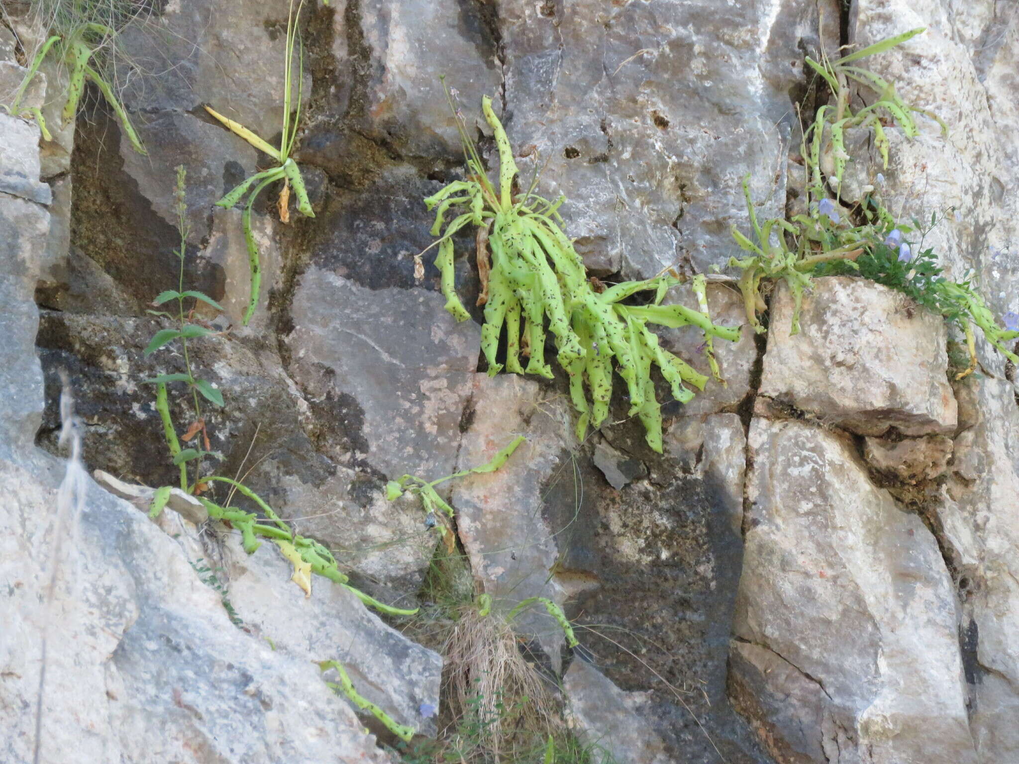 Image of Pinguicula longifolia DC.