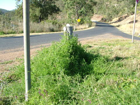 Image of fodder vetch