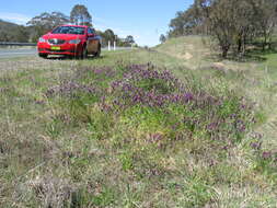 Image of fodder vetch