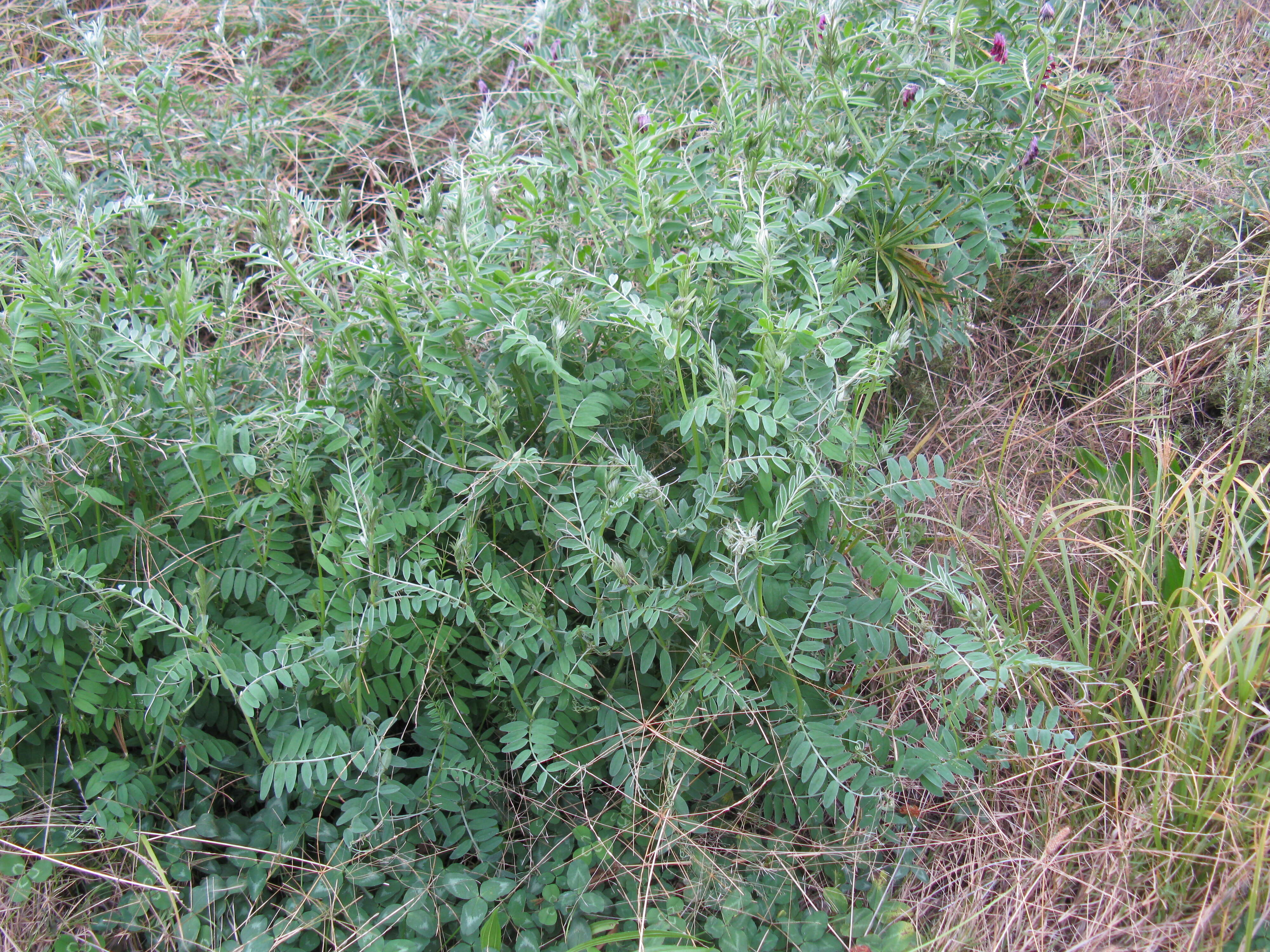 Image of fodder vetch