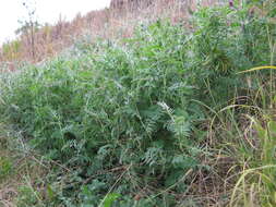 Image of fodder vetch