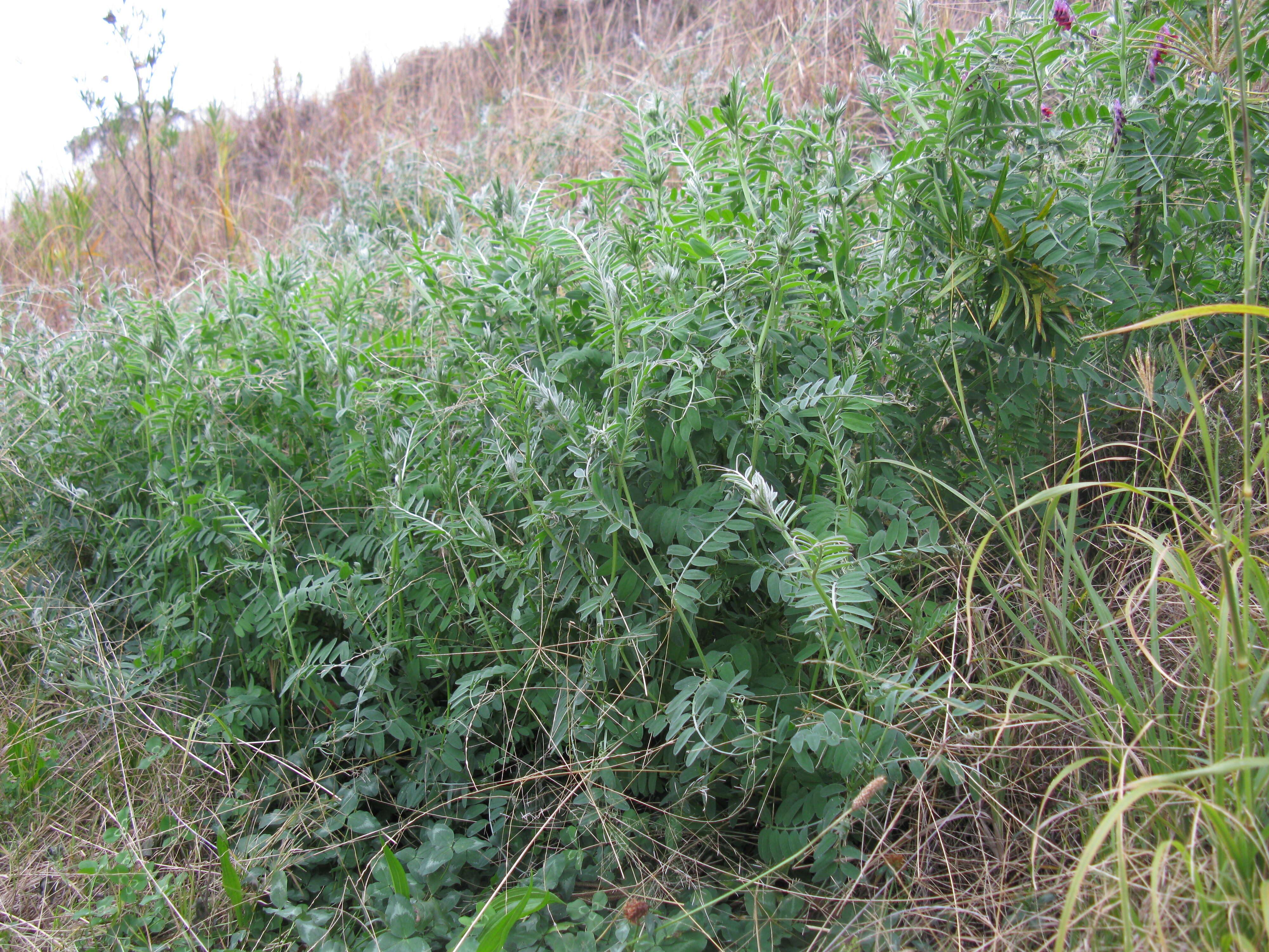 Image of fodder vetch