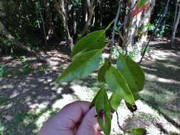 Imagem de Dendrophthoe curvata (Bl.) Bl.