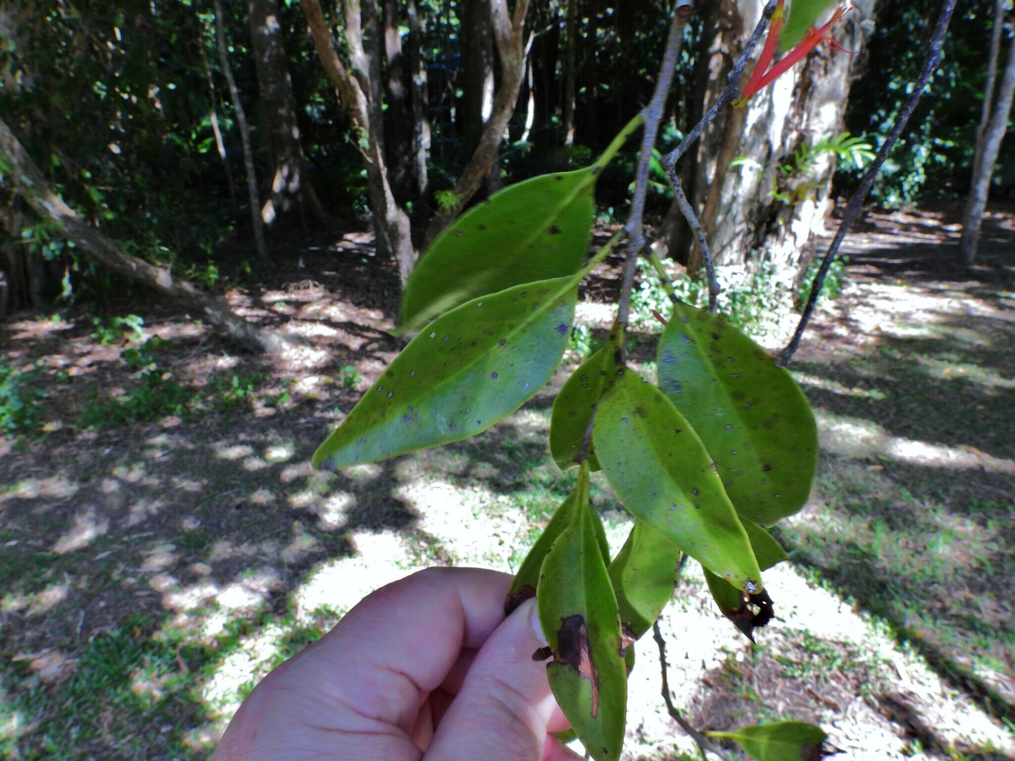 Dendrophthoe curvata (Bl.) Bl.的圖片