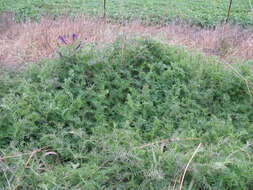 Image of fodder vetch