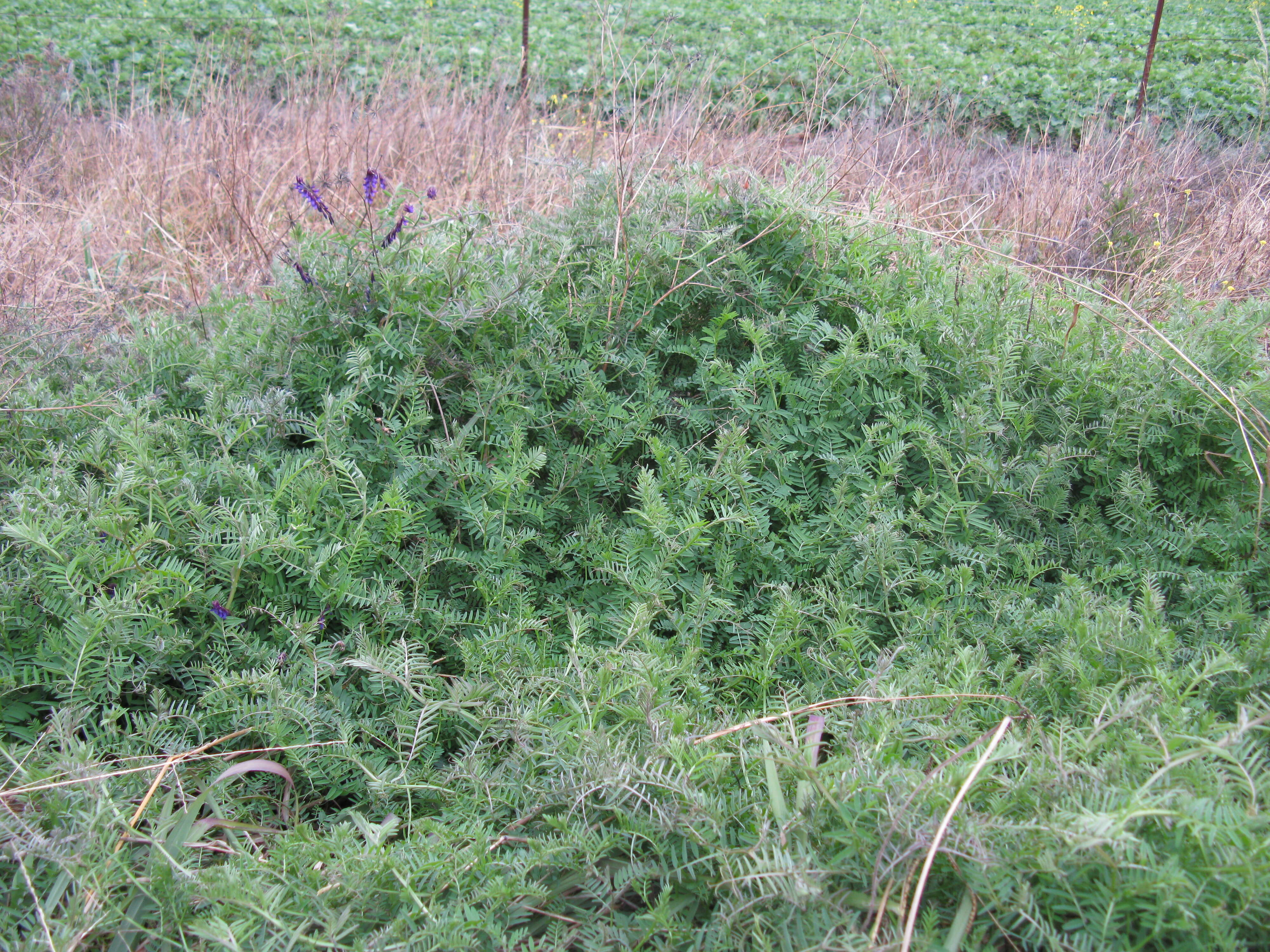 Image of fodder vetch