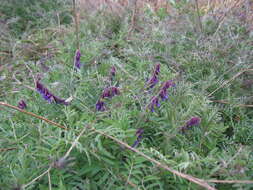 Image of fodder vetch