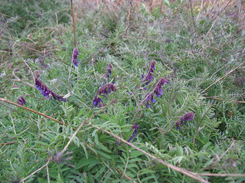 Image of fodder vetch