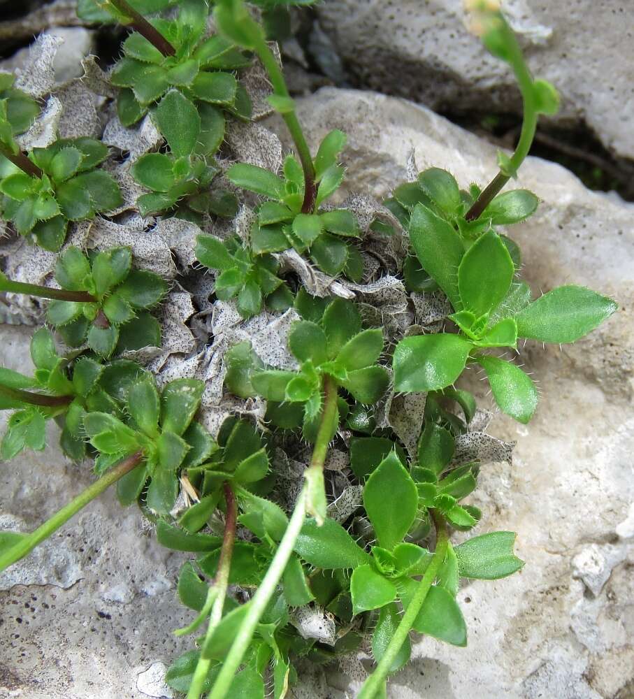 Image of Arabis scopoliana Boiss.