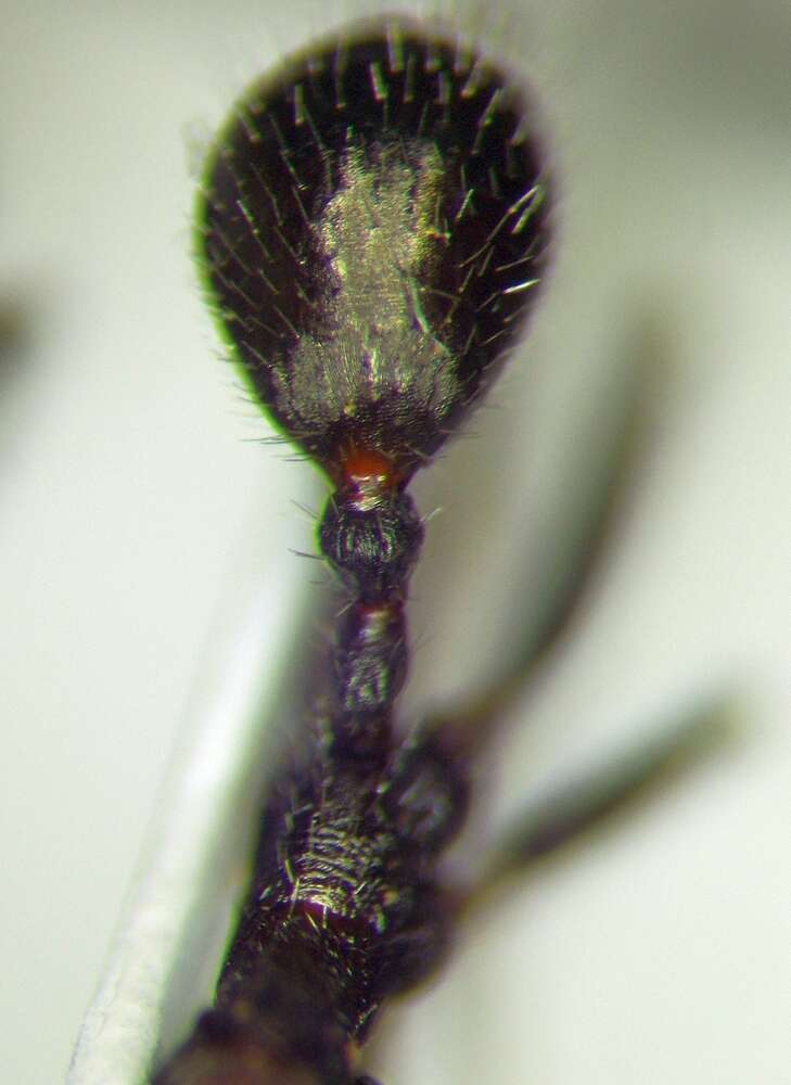 Image of Aphaenogaster simonellii Emery 1894