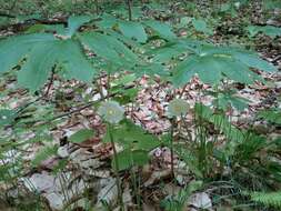 Image of mayapple