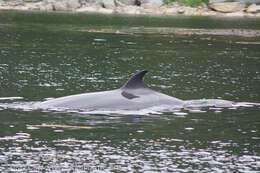 Image of Common Minke Whale