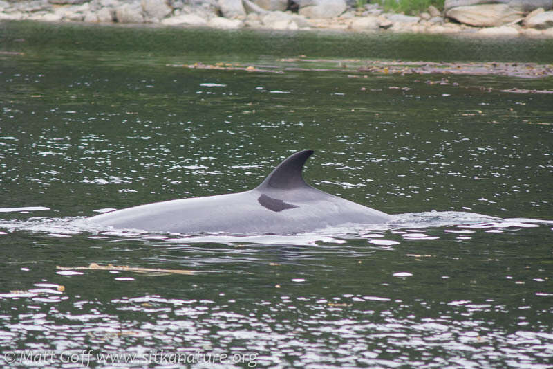 Image of Common Minke Whale