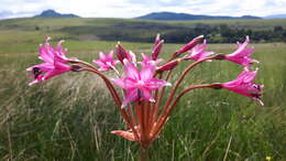 Image of Brunsvigia radulosa Herb.