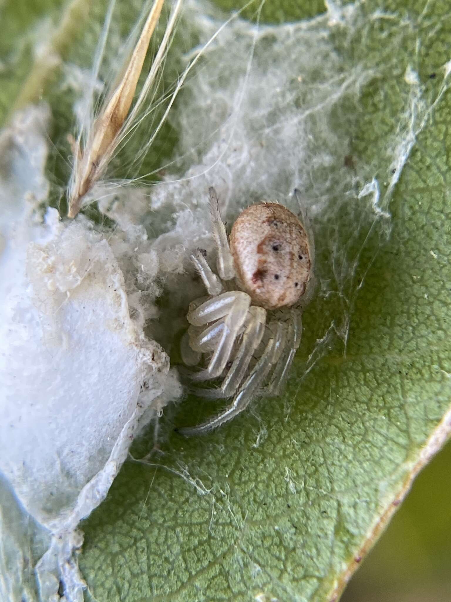 Imagem de Metazygia wittfeldae (McCook 1894)