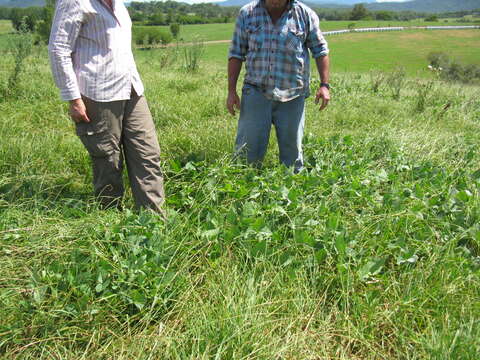 Image of blackeyed pea