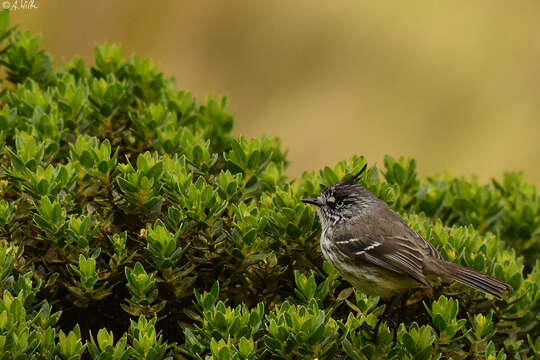 Image of Tufted Tit-Tyrant