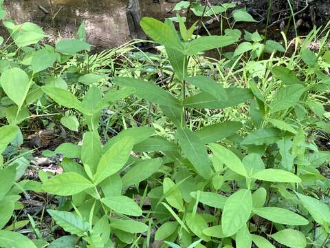 Image de Triadenum tubulosum (Walt.) Gleason