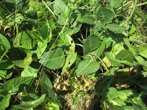 Слика од Vigna unguiculata (L.) Walp.