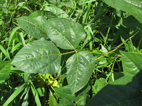 Слика од Vigna unguiculata (L.) Walp.