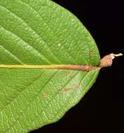 Ruprechtia fusca Fern. resmi