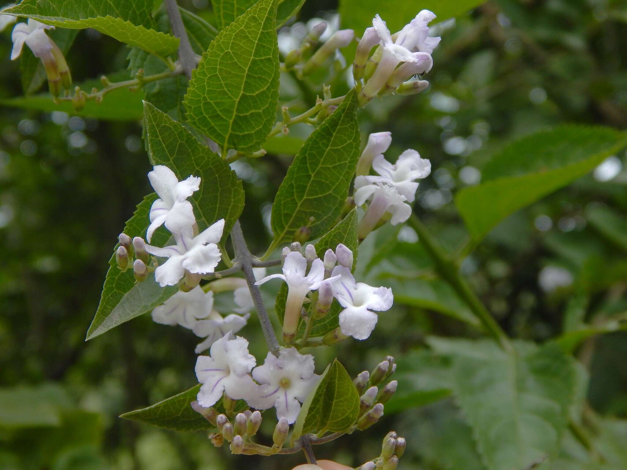 Duranta serratifolia (Griseb.) Kuntze resmi