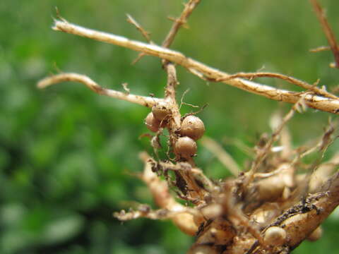 Image of blackeyed pea