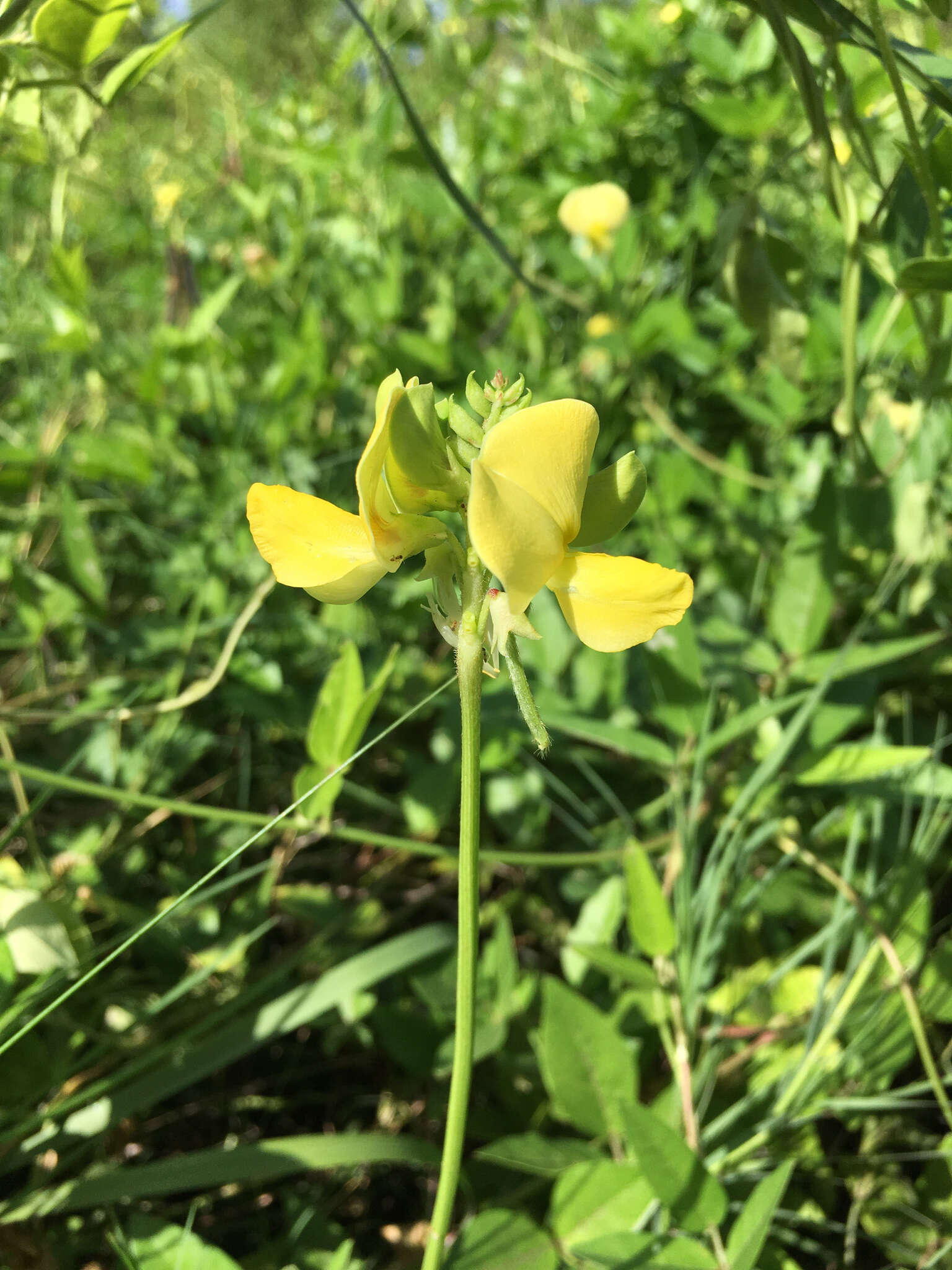 Plancia ëd Vigna luteola (Jacq.) Benth.