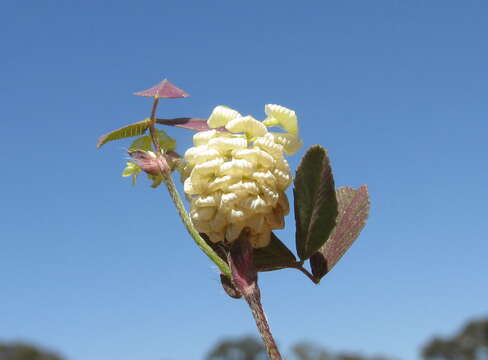 Image of field clover