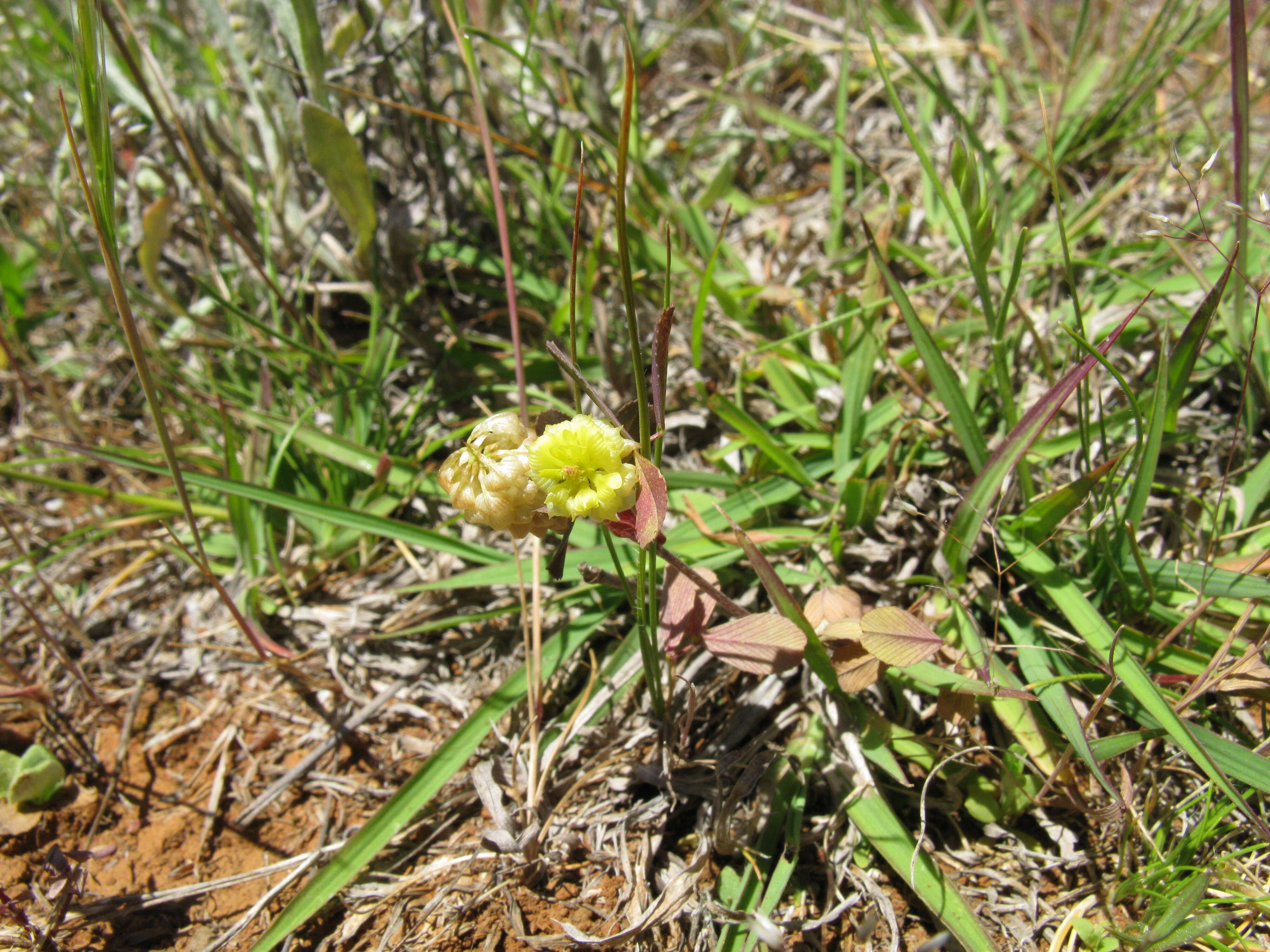 Image of field clover