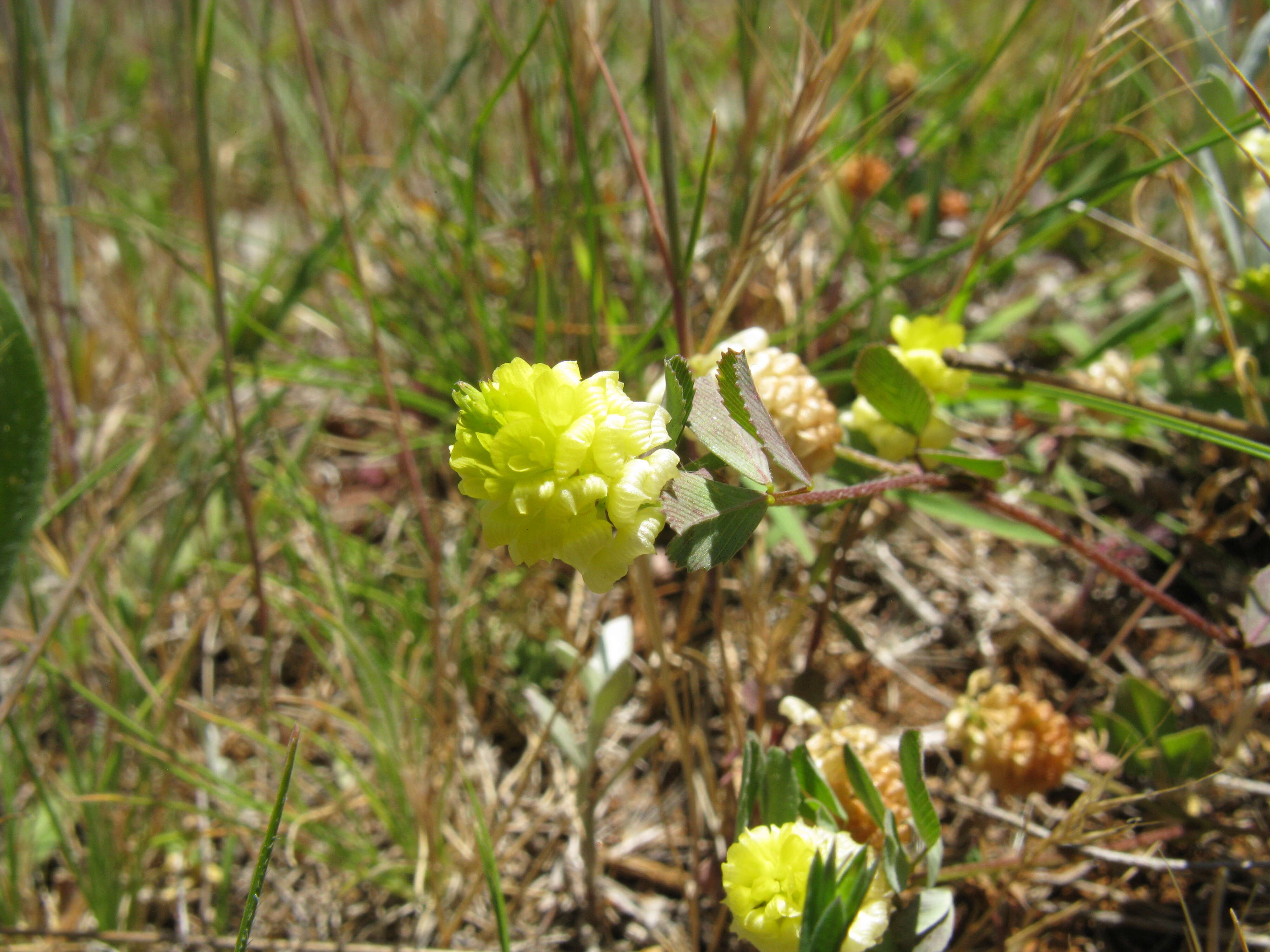 Image of field clover