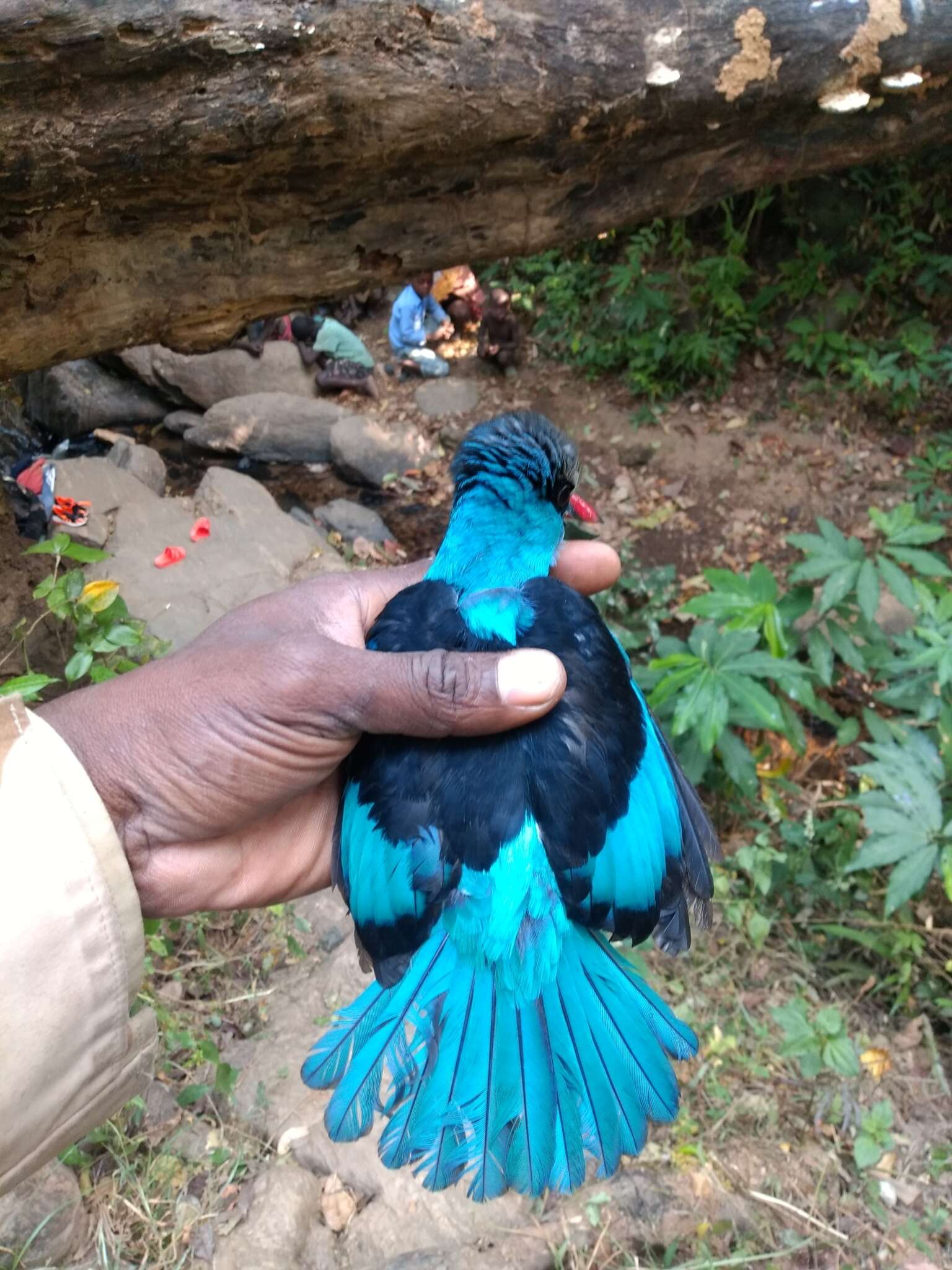 Image of Blue-breasted Kingfisher