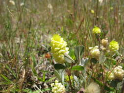 Image of field clover