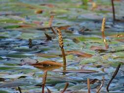 Potamogeton nodosus Poir. resmi