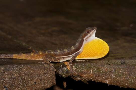 Image of Anolis oxylophus Cope 1875