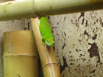 Plancia ëd Phelsuma grandis Gray 1870