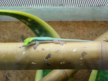 Слика од Phelsuma klemmeri Seipp 1991