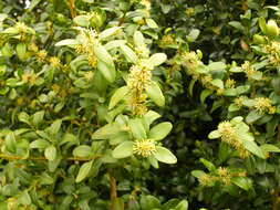 Image of Buxus sempervirens