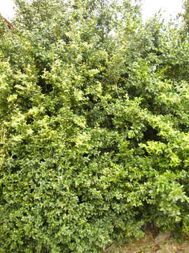 Image of Buxus sempervirens