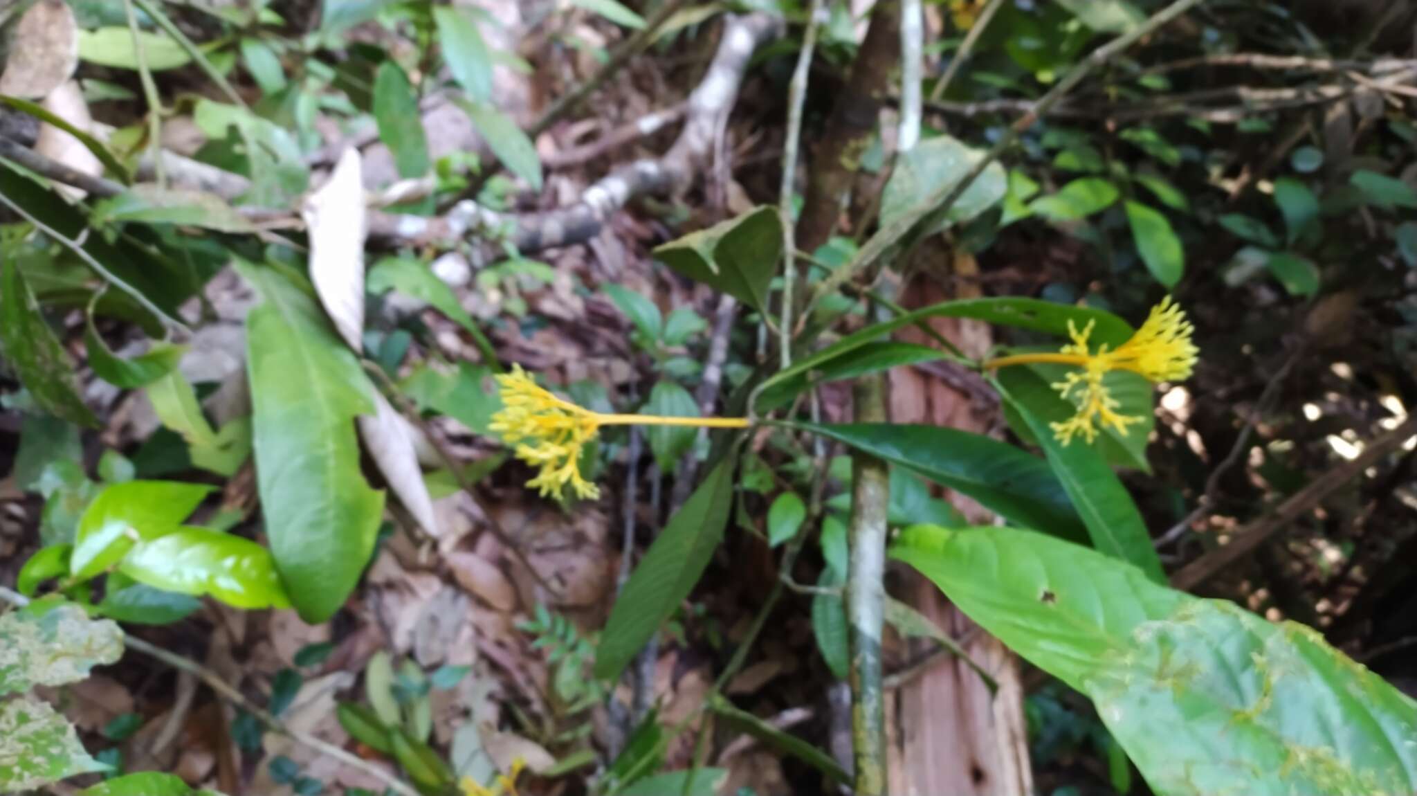 Palicourea quadrifolia (Rudge) DC. resmi