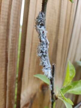 Image of Woolly Apple Aphid