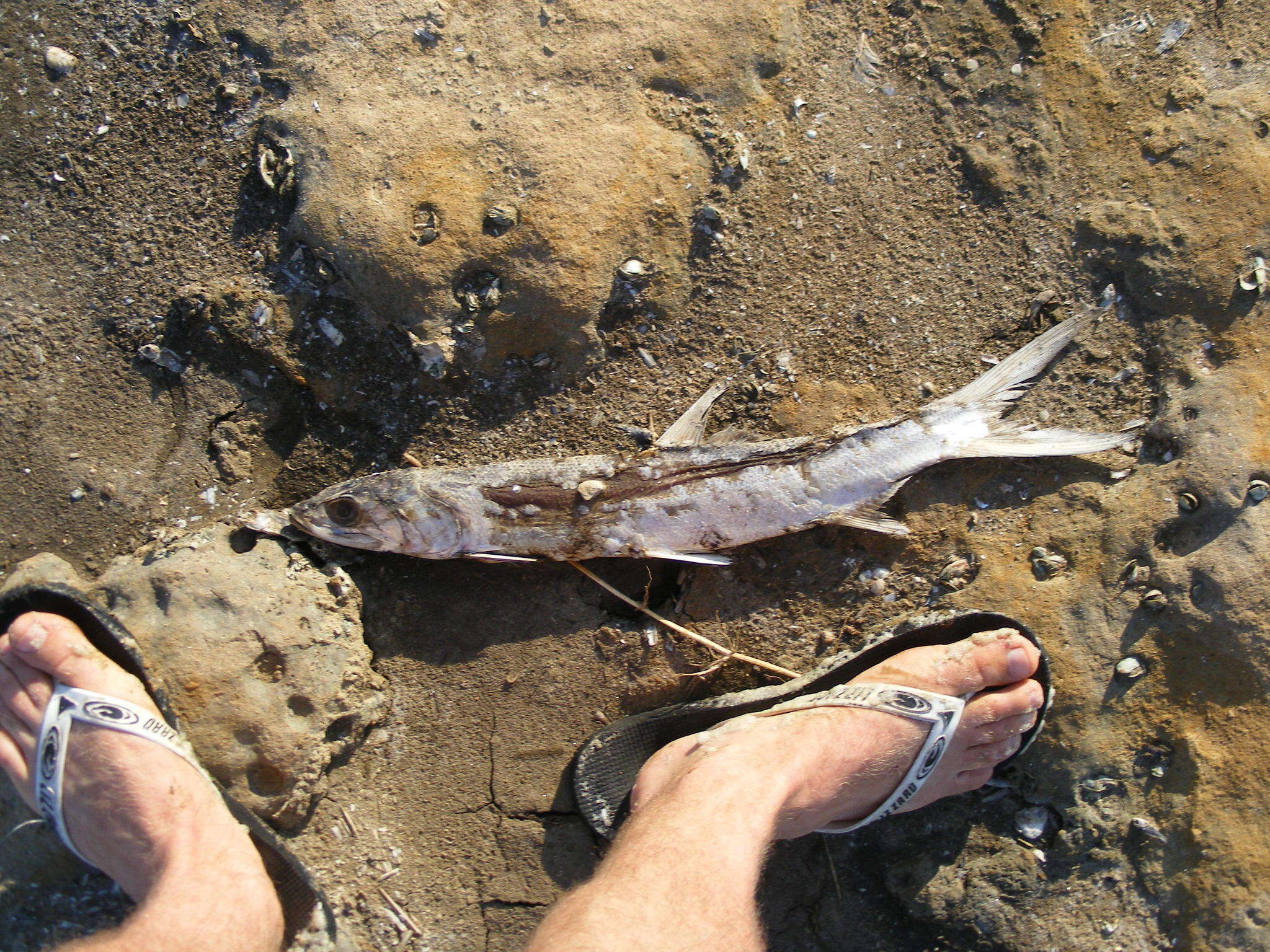 Image of Australian giant herring