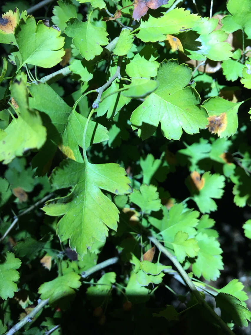 Image of parsley hawthorn