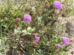 Image of Amelia's Sand Verbena